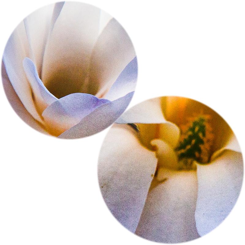 Moderne Blumen Poster und Drucke Wand Kunst Leinwand Malerei Magnolie Dekorative Bilder für Wohnzimmer Dekor Kein Rahmen