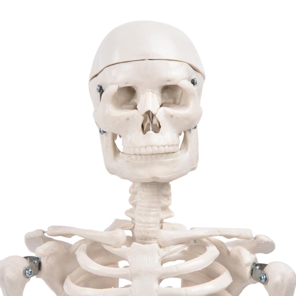 85cm model lidské kostry se stojanem, biologický experimentální nástroj pro anatomickou výuku