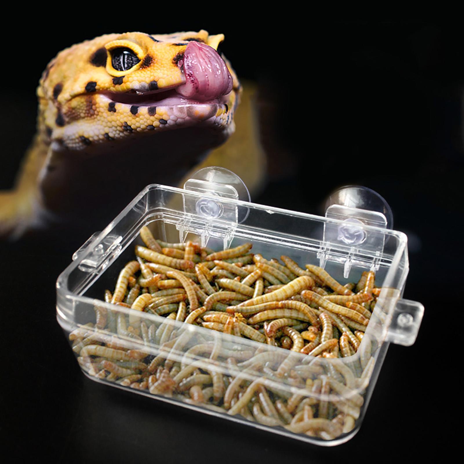 

Amphibians Reptiles Anti Escape Feeder Worm Feeding Basin Tortoise Lizard Crawler Food Bowl