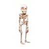 Bewegliche Magnetische Skelettfigur Für Kühlschrank Auto Büro Flexible Gelenke Detailliert Halloween Party Dekoration Zubehör