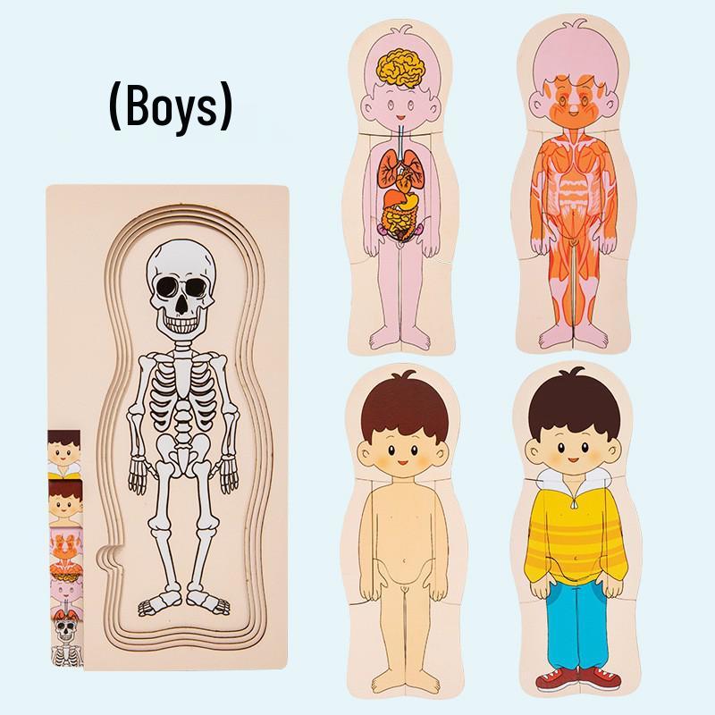 Holz Anatomie Puzzle: Kleinkind-Lernspielzeug zur Selbstwahrnehmung und zum naturwissenschaftlichen Lernen