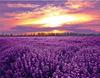 RUOPOTY Painting By Number Lavender Landscape Handpainted Unique Gift Picture Coloring By Numbers Balloon Children's Room Decor