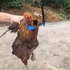 3D Printed Chicken Arm Dress-up Props To Put On Chickens Chicken Hands Neck Toy Soldier Action Figure Accessories for Creative Gifts Cosplay Fun