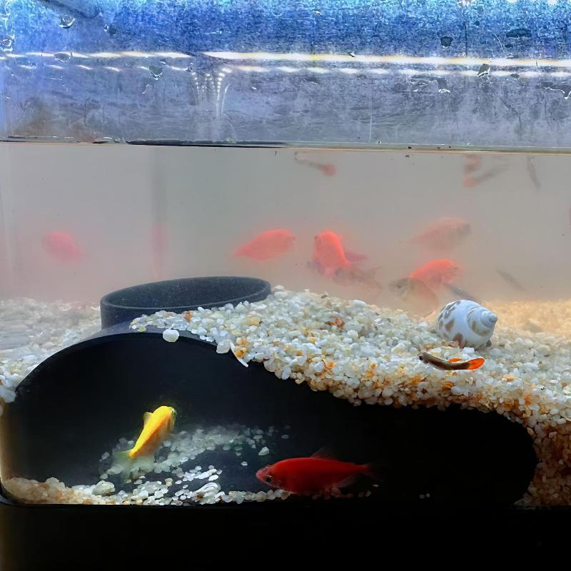 1Pcs 3D Printing Aquarium Tunnel Cave Single Hole Natural Curve Under Gravel Tunnel Spacious Interior Hiding House Aquarium Hide