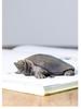 Handmade Retro Chinese Divine Turtle Ornament for Home or Office Decor