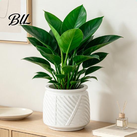 Decorative Container for Plants Self Watering Planter with Wick Rope Indoor Plants, Double Layer Easy Care Plant Pot Transparent Hydroponic