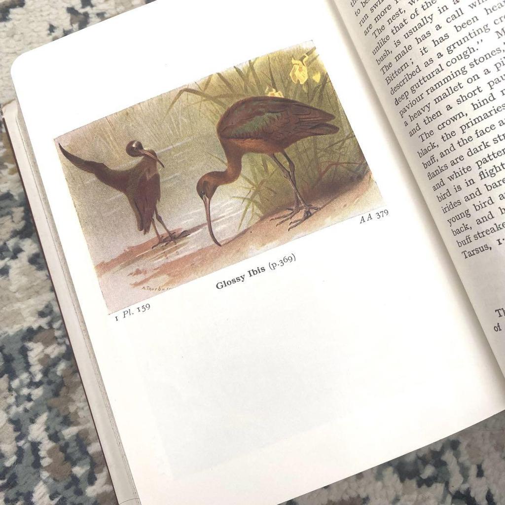 [USED] Vintage British Bird Book 1962 Bird Book Old Book