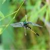 12cm Simulation Dragonfly Outdoor Mosquito Repellent Insect Model Garden Hanging Ornaments