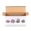 Purple Fake Succulent Potted Plant Simulation Succulent Plant Mini Fake Flower Small Bonsai Store Decoration Home Decoration