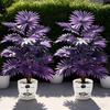 Purple Artificial Palm Tree Realistic Faux Palm Tropical Leaves Fake Palm Branches for Halloween Christmas Indoor Outdoor Decor