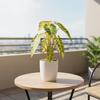 Realistic Fake Green Plant Lifelike Simulation Greenery Autumn Taro Leaf Fake Tree Leaves  Hotel
