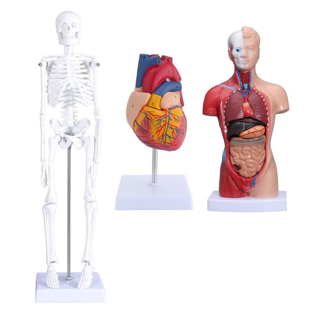 Human Body Model Kit 26CM Detachable Torso 45CM Skeleton Model Heart Anatomical Kit for Medical Teaching