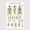 Menschliches Muskel-Skelett-System Anatomie Poster Menschliche Anatomie Medizinische Wanddekoration Medizinische Ausbildung Leinwandgemälde Wandaufkleber