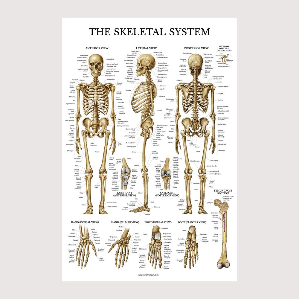 Плакат Анатомия Опорно-двигательной системы человека Анатомия человека Медицинское украшение стены Медицинское образование Холст Живопись Наклейка на стену 30x45cm