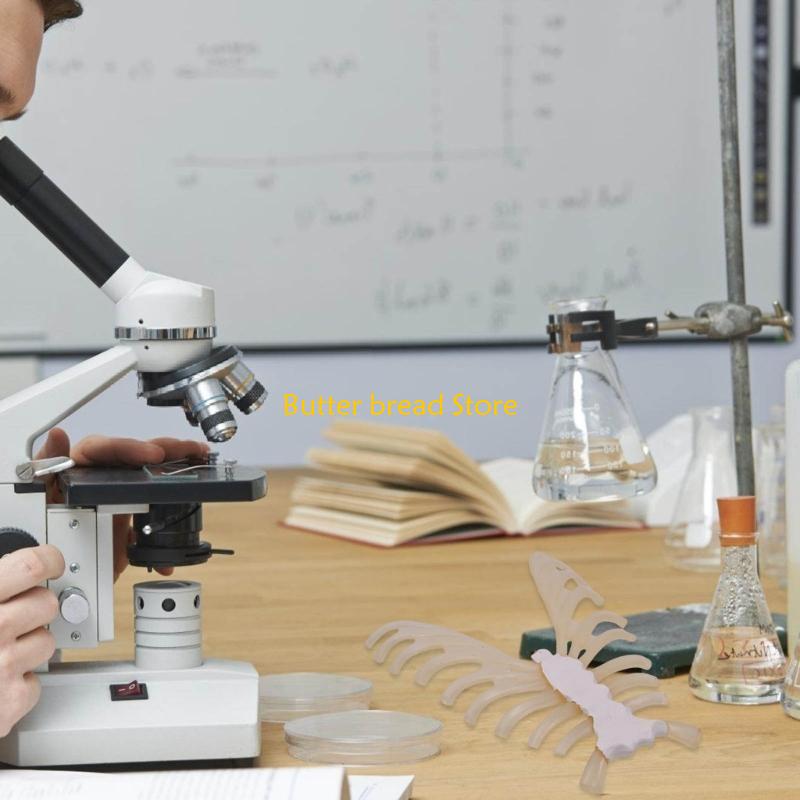 W89C Human Sternum Model Human Skeleton Model for Anatomy Medicals Teaching Model