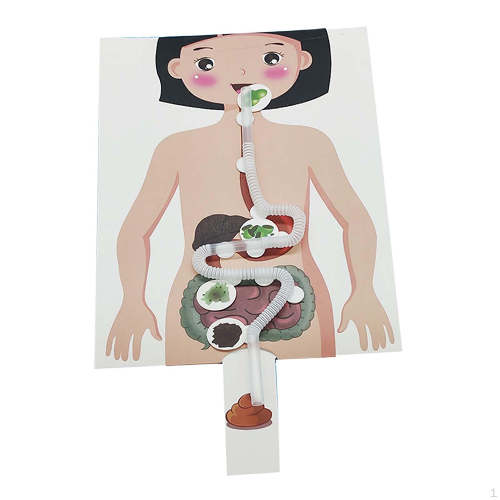 Human Digestive System Model Puzzle, Body Organ Awareness, Creative Parts Early