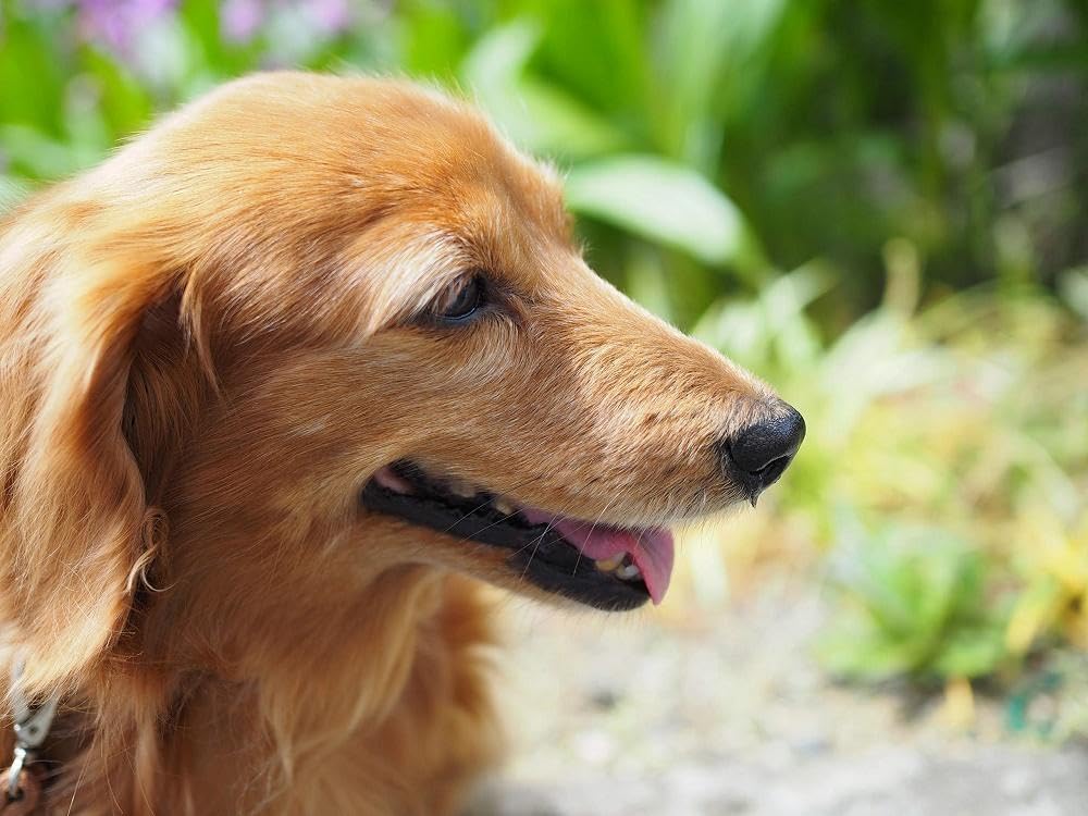 OLYMPUS DIGITAL 25mm BLK prime lens M.ZUIKO F1.8