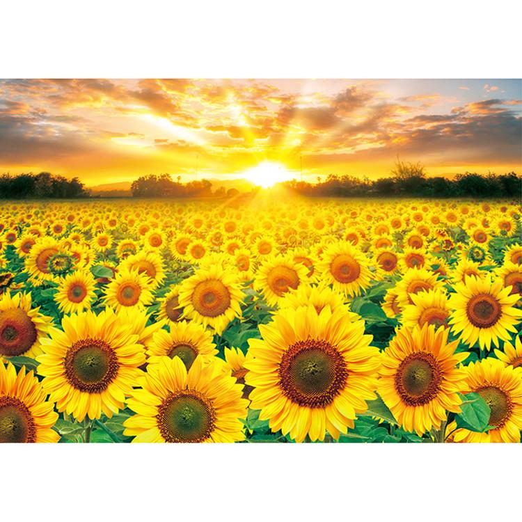 1000 Piece Jigsaw Puzzle - Golden Sunflower Field, Popular Korean Puzzle