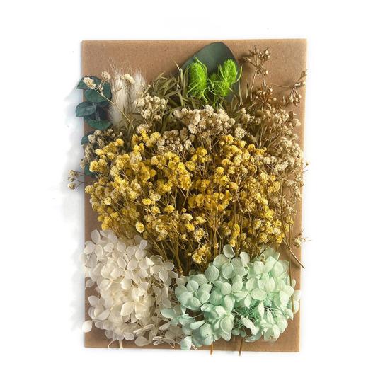 Nützliche Trockenblumendekoration, auffällige, leicht zu pflegende helle Farbe