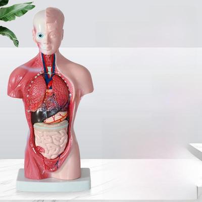 High-End 28CM Human Heart and Anatomy Model with 26CM Trunk