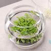1 Contenitore Rotondo in Vetro Adatto per Decorazione Domestica Ornamenti per Piante Decorazione Matrimoniale Pesciolini e Piante Succulente