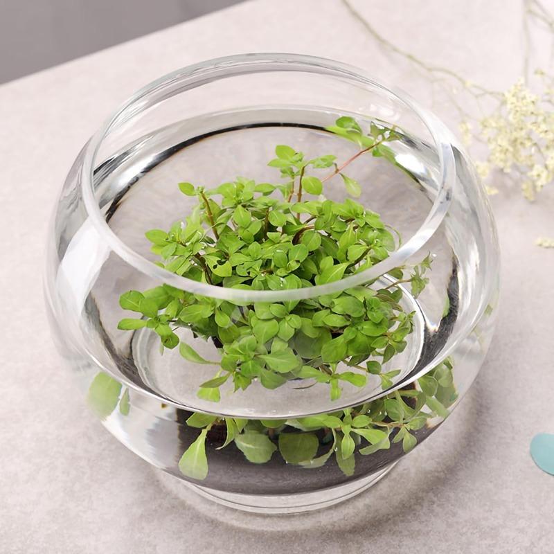1 Contenitore Rotondo in Vetro Adatto per Decorazione Domestica Ornamenti per Piante Decorazione Matrimoniale Pesciolini e Piante Succulente