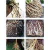 50ml Plant Root Booster, Fast Rooting Nutrient Solution for Transplanting, Garden Plant Growth Promoter for Indoor Outdoor Use