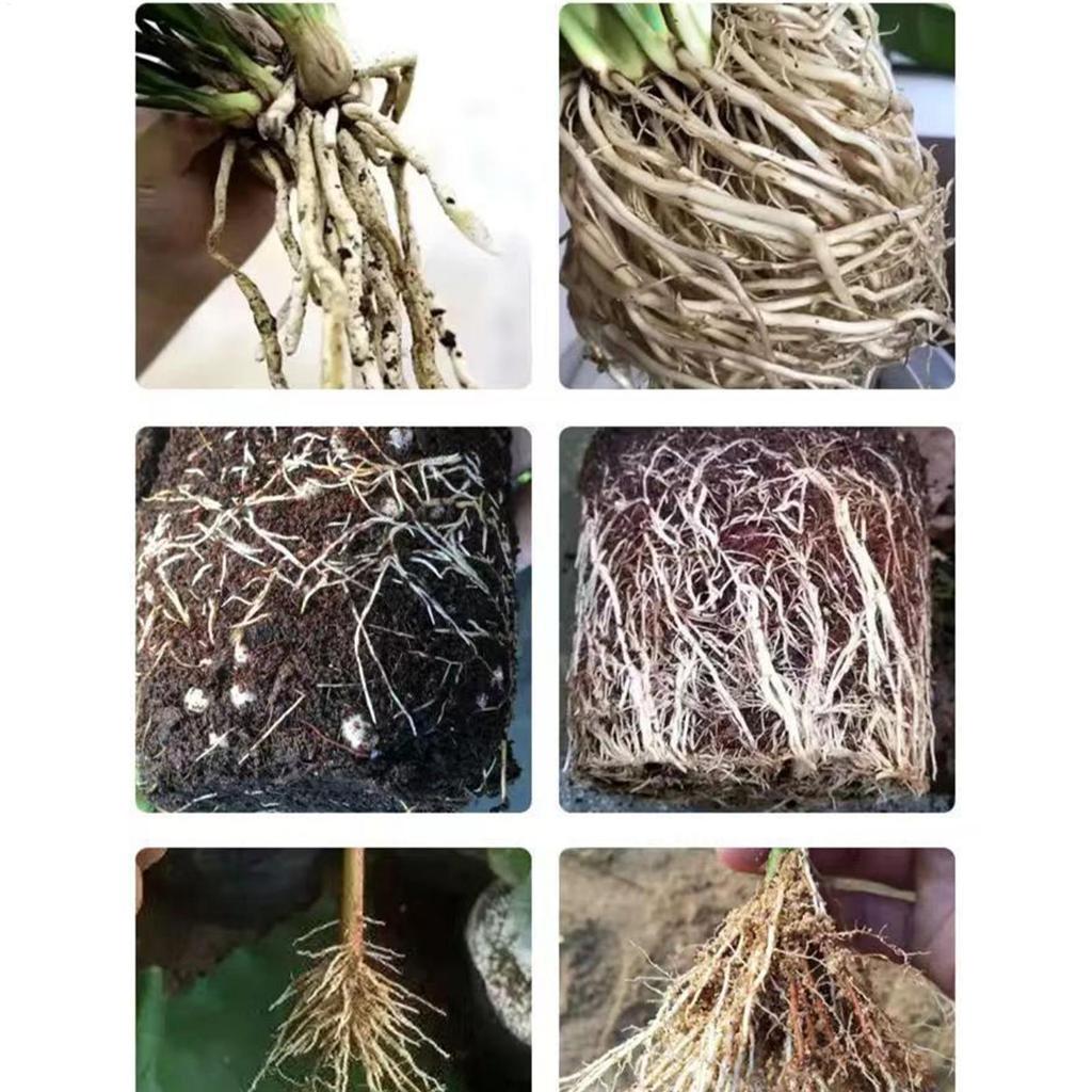 50ml Plant Root Booster, Fast Rooting Nutrient Solution for Transplanting, Garden Plant Growth Promoter for Indoor Outdoor Use
