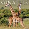 Willow Creek Press, Giraffes 2026 Wall Calendar, 12'' X 12'', 18-Month Calendar with Stapled Binding