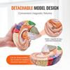 Human Brain Model Anatomy, 2X Life-Size 4-Part Human Brain Anatomical Model with Labels & Display Base, Color-Coded Detachable Brain Model for Science