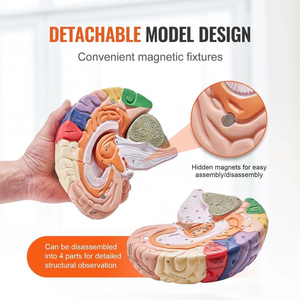 Human Brain Model Anatomy, 2X Life-Size 4-Part Human Brain Anatomical Model with Labels & Display Base, Color-Coded Detachable Brain Model for Science