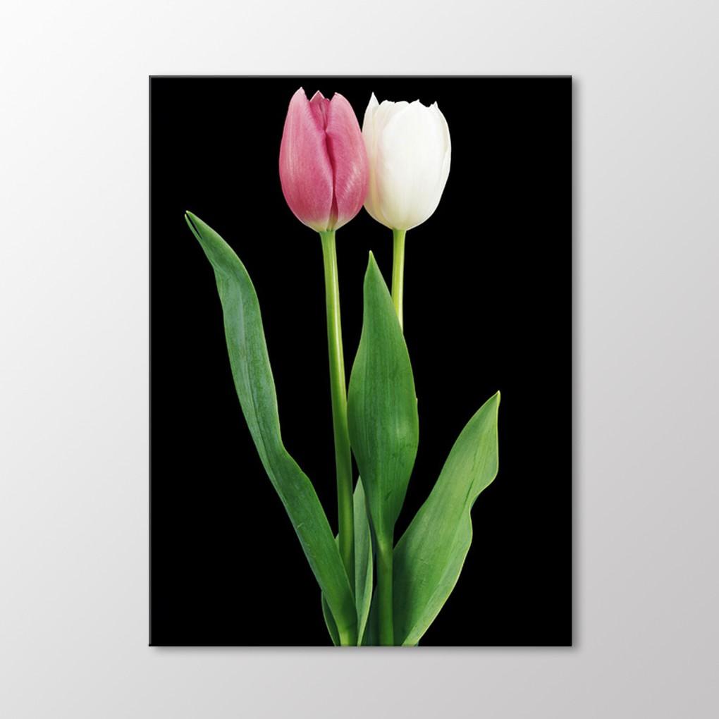 

Розовый и белый тюльпан на столе