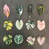 Cute Begonia Monstera Refrigerator Magnets, Kawaii Tropical Plants Refrigerator Magnets, Whiteboard Stickers