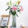 Transparent Diamond Glass Vase