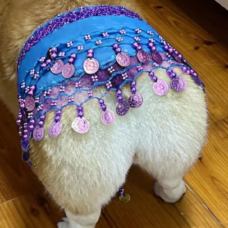 Glittering Corgy Party Belly Dance Skirt Sparkling Sequined Belly Dancing Costume Adjustable Belly Dance Dog Costume