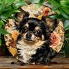 Long Haired Black and Tan Chihuahua with Vintage Floral Background Round Metal Sign D Flat Printed Elegant Dog Portrait Art Ti