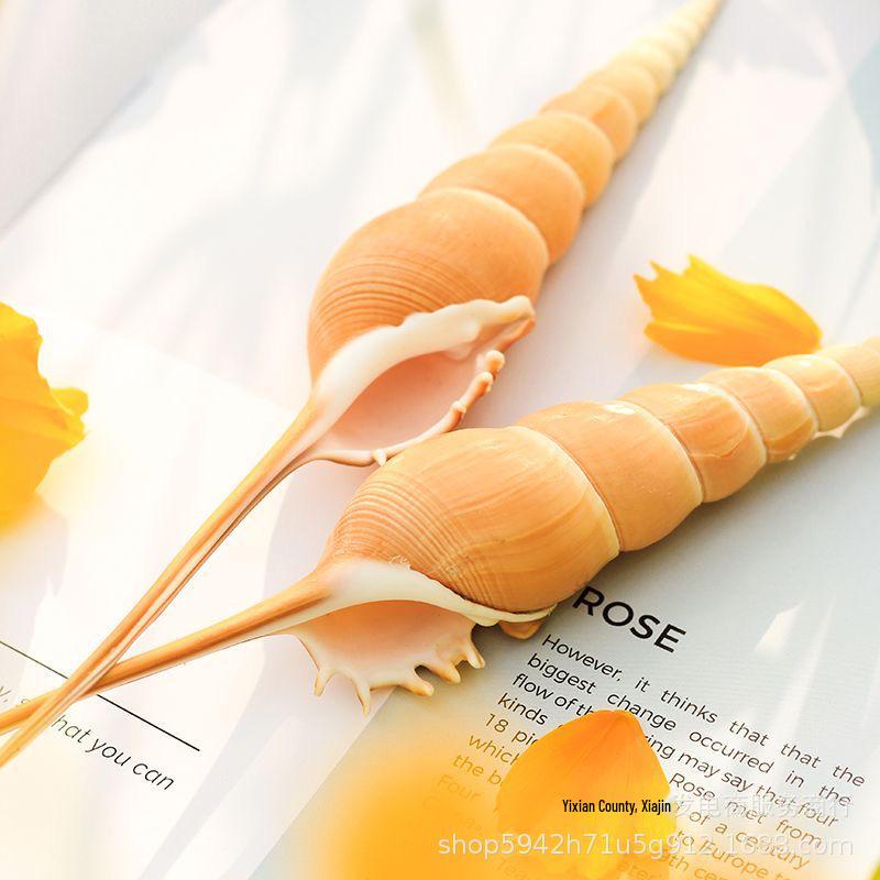 Long-Nosed Snail Shells for Marine Crafts and Aquarium Decor
