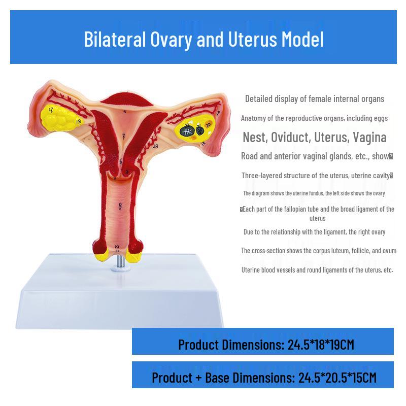 Sieviešu reproduktīvās sistēmas anatomijas modelis: Dzemde