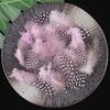 50pcs Small Size Natural Feathers Spotted Pattern Real Plumes Spotted Feathers Multicolo Natural Color Fake Eyelashes DIY