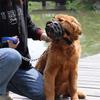 Odolný Pevný Velký Náhubek pro Střední Velké Psy Prevence Štěkání Maska pro Mazlíčky Malinois Rotvajler Labrador mazlíčci Příslušenství
