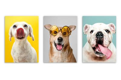 Children's Youth Posters Dogs Paintings for Child Teenager Color 30x40