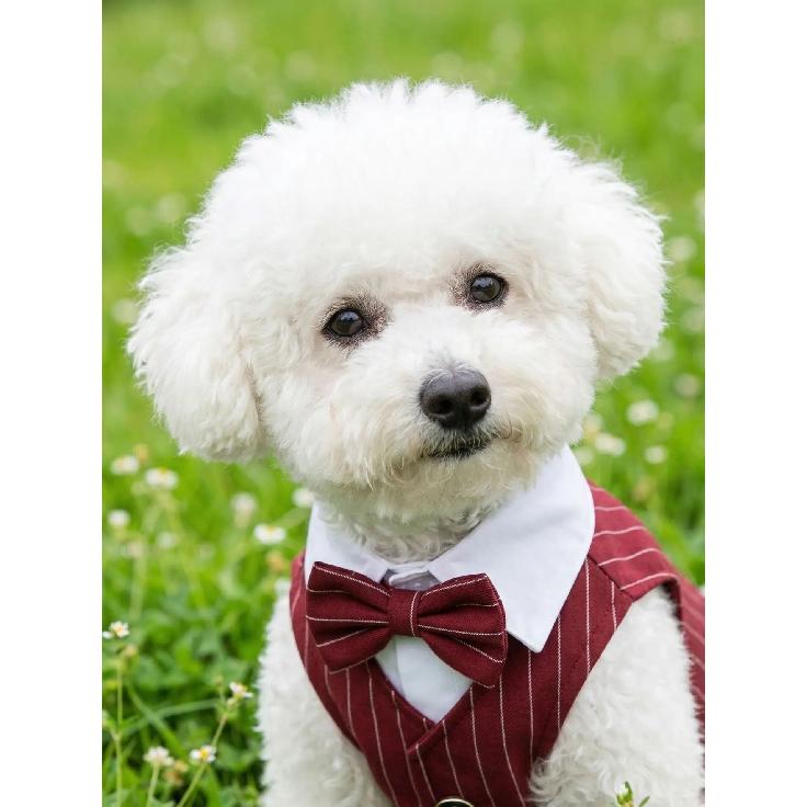 Polyester Haustierkleidung Teddy Hundekleidung Frühling Sommer Haustierjacke Katzenkleidung Weinrot Marineblau Schwarz Hundemantel mit einer Fliege