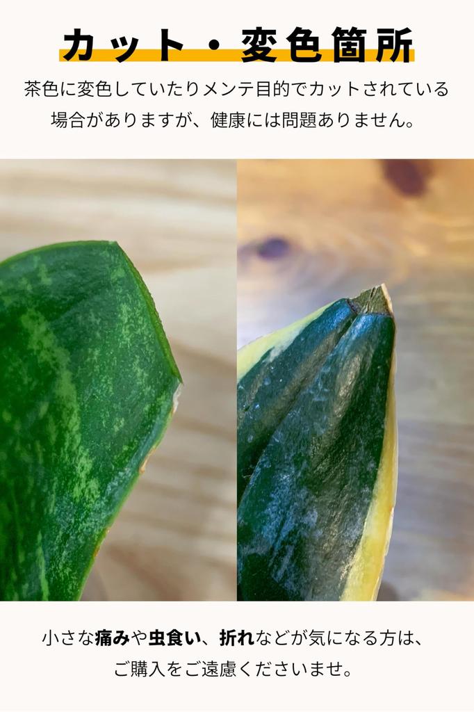 Sansevieria Geschenkbox nur Setbox, die als Tag Geburtstag Baby Hochzeit 60. Geburtstag ein Geschenk zum Übermitteln Echte Zimmerpflanze Hydrokultur Mini