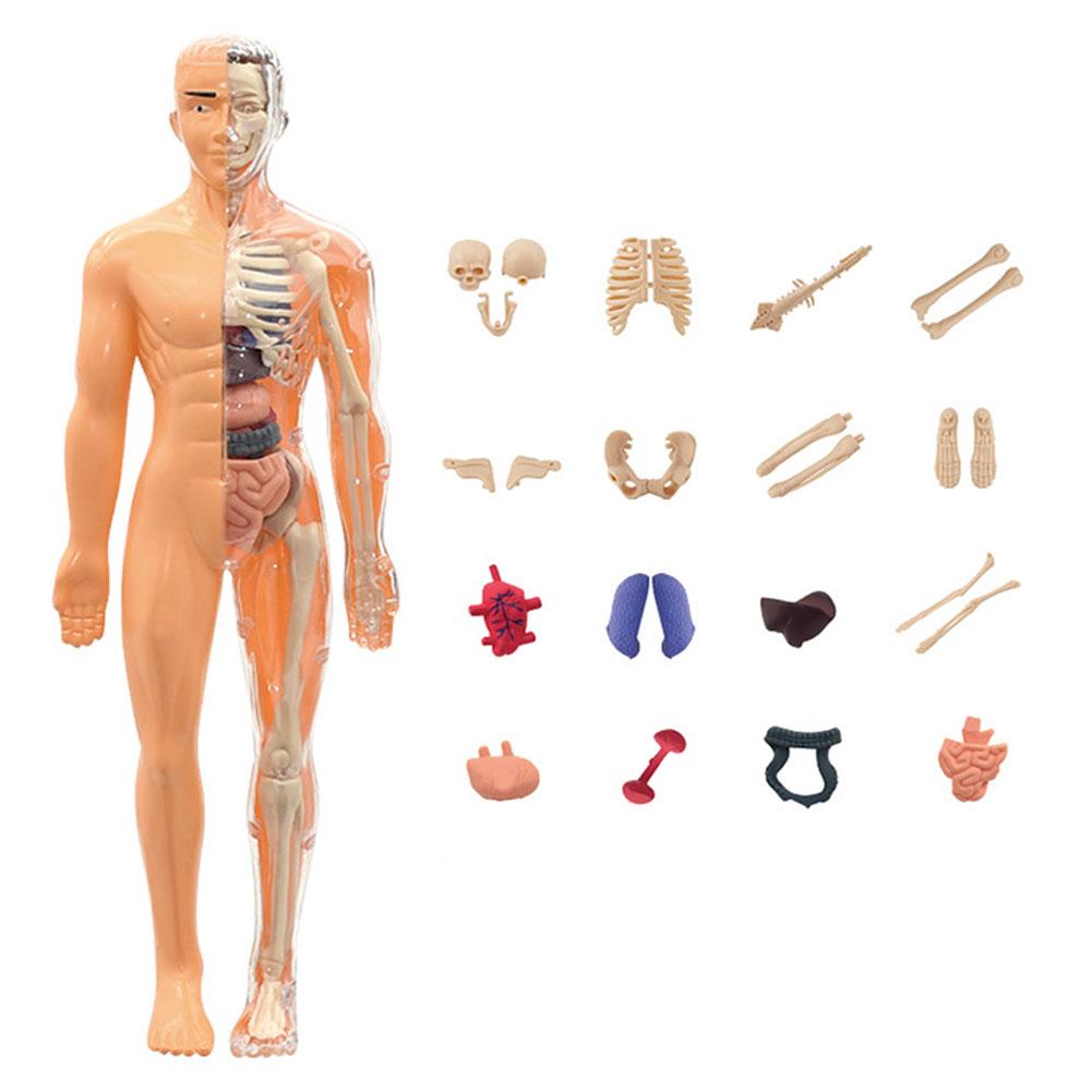 

3D Removable Human Body Torso Model Medical Cognitive Education Stem Model Children Toys Skeleton Structure Plaything