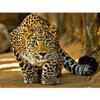 5D DIY Diamantmaleri Leopard Rhinestone Kunstbilde Full Rund Diamantbroderi Dyrebilde Mosaikkdekorasjonssett