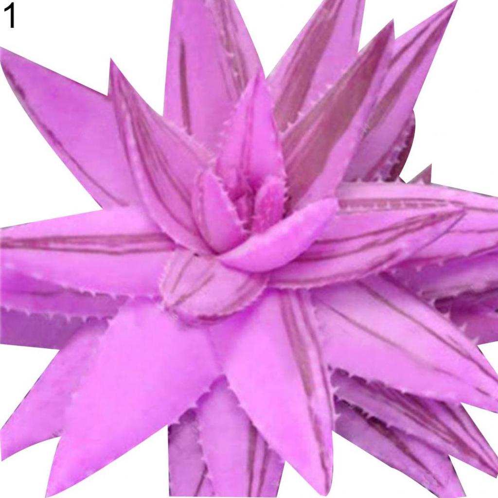 100 Stck Seltene Aloe Vera Sukkulente Pflanze Mehrjhrig Anti-Strahlung  Hausgarten Samen gnstig kaufen  Preis, kostenloser Versand, echte  Bewertungen mit Fotos  Joom