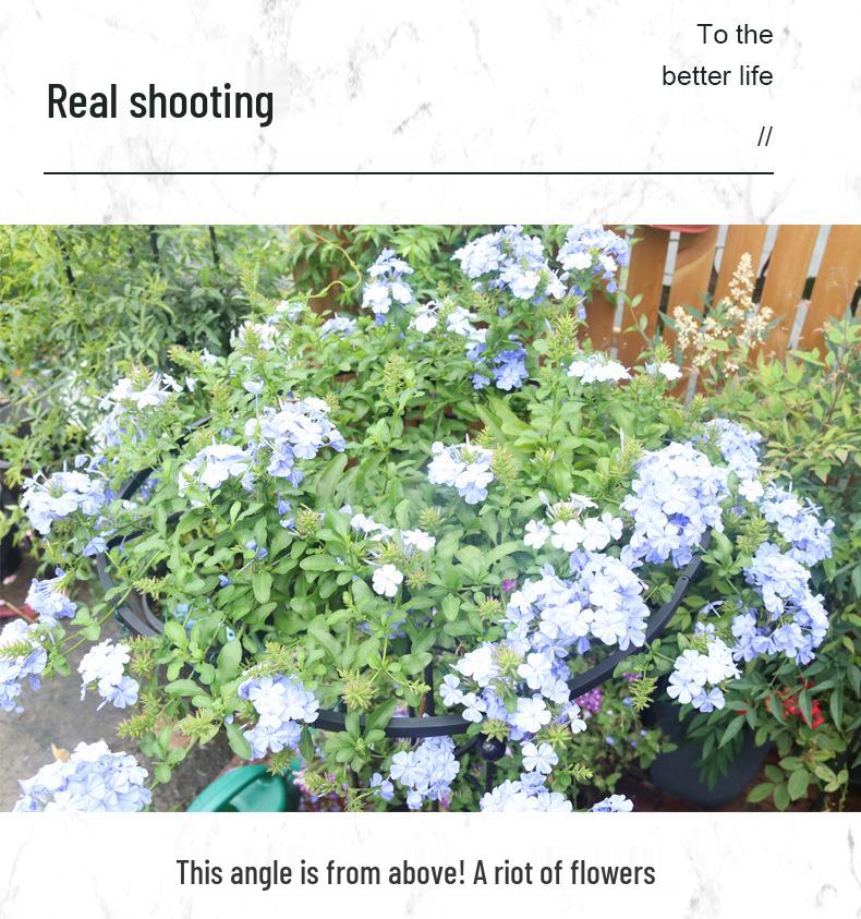 Mushroom-Head Flower Stand & Climbing Rose Support - Durable Plant Stand for Clematis and Roses