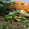 Hot Sold Cute Frog Mini Resins Crafts Fairy Garden Miniatures DIY Terrarium Succulents Miniatures Micro Landscape Decoration