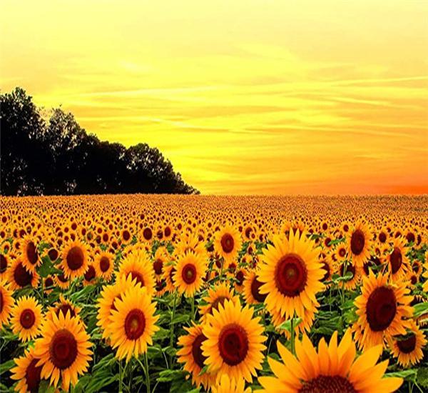 RUOPOTY Picture By Numbers Sunflower Flower Wall Art Unique Gift HandPainted Paint By Number Butterfly Decoration