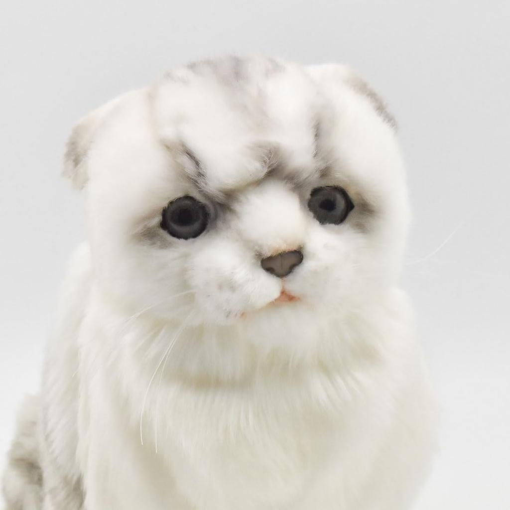 BH8155 HANSA Scottish F.Grey 27